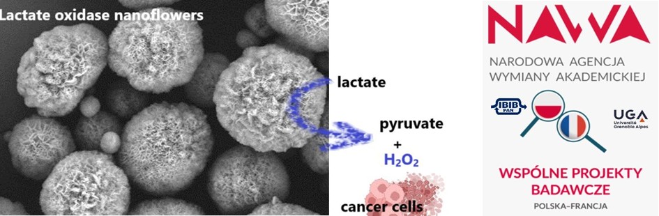 Projekt Polonium NAWA